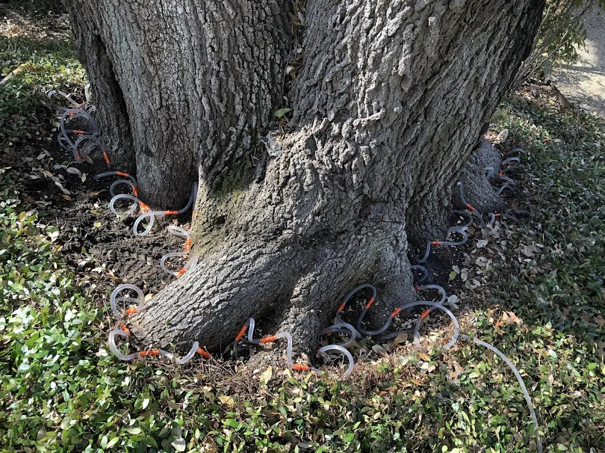 Detailed Tree Cabling and Bracing job site in Sauk Rapids