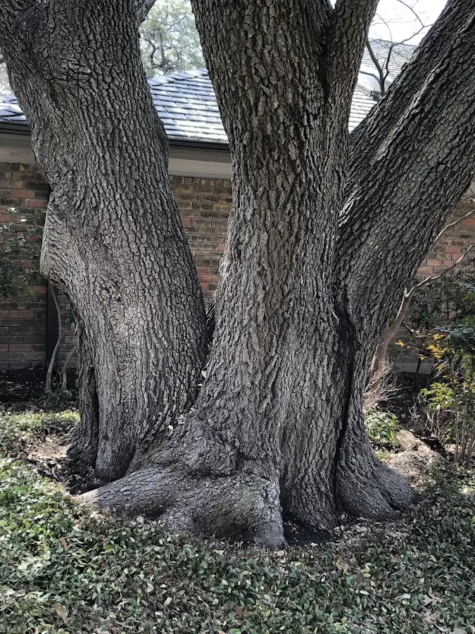 Mature heritage tree close to a Sauk Rapids property cared for by certified arborists